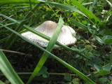 Leucoagaricus americanus image