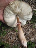 Leucoagaricus americanus image