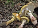 Amanita flavorubens image