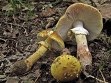 Amanita flavorubens image