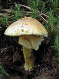 Amanita flavorubens image