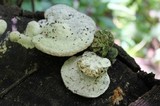 Trametes gibbosa image