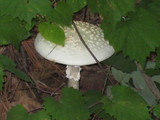 Amanita cokeri image