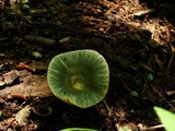 Russula parvovirescens image