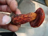 Boletus frostii image