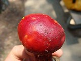Boletus frostii image