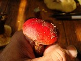 Boletus frostii image