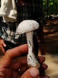 Amanita thiersii image