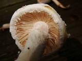 Amanita thiersii image