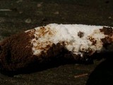 Amanita thiersii image
