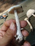 Amanita thiersii image