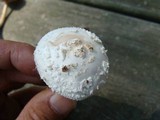Amanita thiersii image