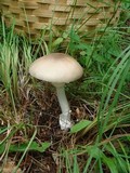 Amanita spreta image
