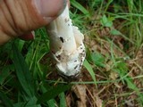 Amanita spreta image