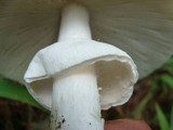 Amanita spreta image