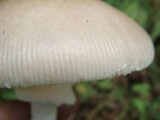 Amanita spreta image