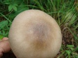 Amanita spreta image