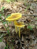 Amanita banningiana image