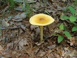 Amanita banningiana image