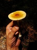 Amanita banningiana image