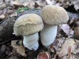 Boletus nobilis image