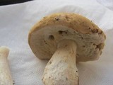 Boletus nobilis image