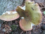 Russula variata image