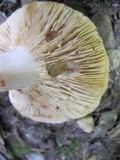 Lactarius subvernalis image
