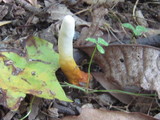 Ganoderma curtisii image