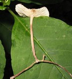 Gymnopus subnudus image