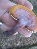 Ganoderma curtisii image