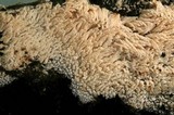 Trechispora farinacea image