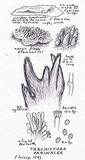 Trechispora farinacea image