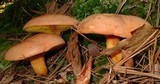 Phylloporus rhodoxanthus subsp. americanus image