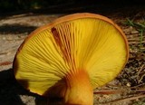 Phylloporus rhodoxanthus subsp. americanus image
