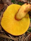 Phylloporus rhodoxanthus image