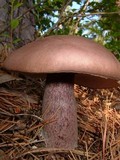 Tylopilus plumbeoviolaceus image
