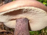 Tylopilus plumbeoviolaceus image