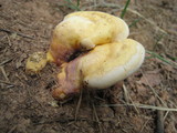 Ganoderma curtisii image