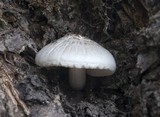 Pluteus petasatus image