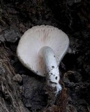 Pluteus petasatus image