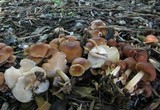 Gymnopus luxurians image