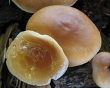 Gymnopus luxurians image