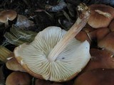 Gymnopus luxurians image