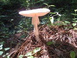 Amanita cokeri image