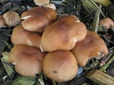 Gymnopus luxurians image