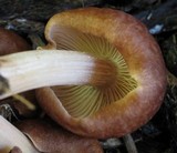 Gymnopus luxurians image