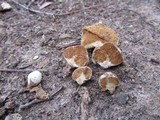 Cortinarius maculobulga image