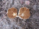 Cortinarius maculobulga image