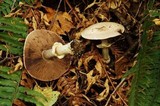 Agaricus hondensis image